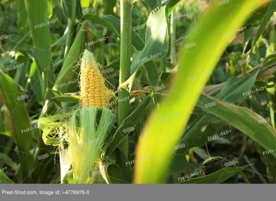 Початок початку рознь: виды кукурузы и особенности самых популярных из них  в России | LG Seeds Russia | Дзен