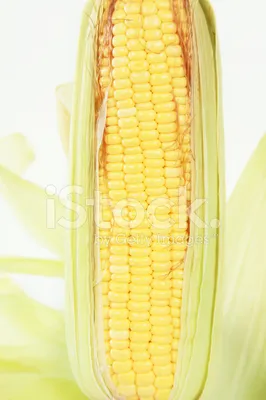 Кукуруза в природе - 67 фото