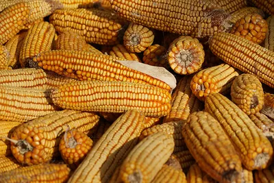 початок кукурузы с листом сверху Фон Обои Изображение для бесплатной  загрузки - Pngtree