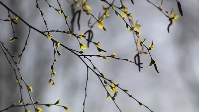 Березовые почки: для чего используют, польза и особенности применения