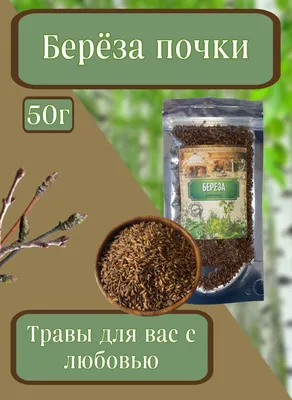Почки березы от почек | Лекарственные растения | Дзен