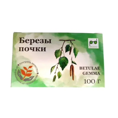 Почки берёзы
