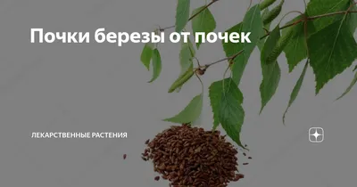 Монастырская травница - БЕРЁЗА Береза - это не только красивый символ, но и  настоящее дерево-целитель. В лечебных целях используются кора, листья и  почки. В растении присутствуют бетулин, деготь, метилсалицилат (подобный  аспирину) и