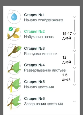 Березы почки лек. сырье цельн. 100г упаковка №1 купить в Минске с доставкой  в интернет-аптеке, цены