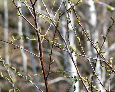Береза, почки 1,5гр*20фильтр-пакетов Кима (лат. Betula pendula) |  Интернет-магазин \"Сила природы\"