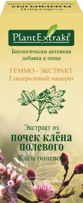 закрой красные почки клена весной Стоковое Изображение - изображение  насчитывающей лиственно, взорвать: 216459875