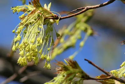 ФОТО: Весна повсюду! Смотрите, как на деревьях распускаются почки - Погода