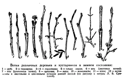 Экстракт из почек клена полевого (клен полевой)