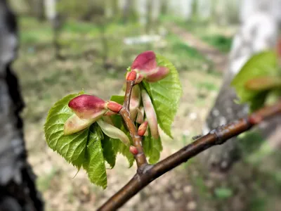 Aconit - Геммоэкстракт почек липы. Tilia tomentosa. 👍 Успокаивает нервную  систему 👍 Спазмолитик 👍 Природный транквилизатор 👍 Идеальное  педиатрическое средство 👍 Регулирует сон 👍 Регулятор нейрогормонального  обмена при ожирении Показания : 🌿