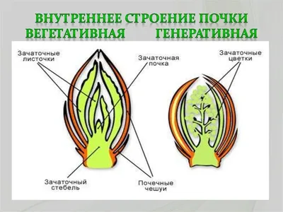Липа трава и цветы цена 170 руб, инструкция, описание, полезные свойства,  отзывы. Липа трава и цветы купить в интернет-магазине “Русские Корни” с  доставкой по Москве, МО и РФ.