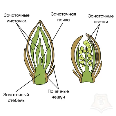 Веточка почки, стебель, липа, ветка, др., растение Стебель png | PNGWing