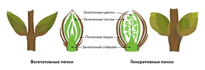 От кашля. Глубокая темнота. Крупный …» — создано в Шедевруме