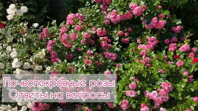 Штамбовые розы. Особенности. Посадка и уход. Использование в дизайне сада |  Интернет-магазин садовых растений