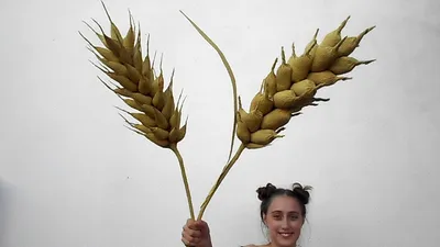 Сухоцветы натуральные-колоски пшеницы, высота 60 см. Сухоцветы дом. Пшеница  сухоцвет. Scandi Home 18611239 купить в интернет-магазине Wildberries