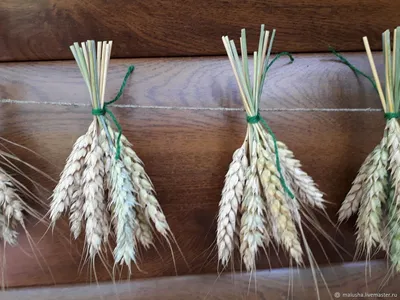 Сухоцветы Пшеница, Ячмень, 50 см, 35 шт купить по выгодной цене в  интернет-магазине OZON (1129098305)