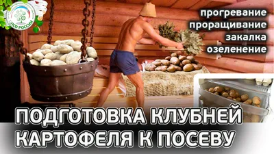 Подготовка картофеля к посадке. Прогрев, закалка, озеленение, все про  выращивание картофеля. | ЦПСО России | Дзен