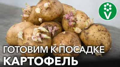 Картофель: советы для успешного урожая - полезные статьи о садоводстве от  Agro-Market24