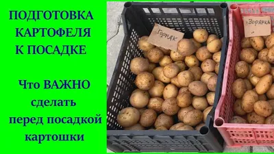 ПОДГОТОВКА КАРТОФЕЛЯ К ПОСАДКЕ.ОБРАБОТКА КАРТОФЕЛЯ ПЕРЕД ПОСАДКОЙ.ДАЧНЫЕ  СОВЕТЫ. | Картофель, Картошка, Дачные растения