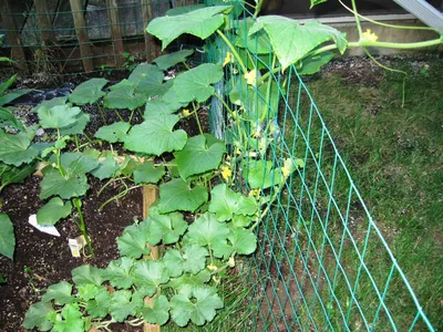 Опора для огурцов | naidy-garden.ru