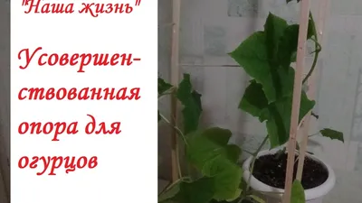 Высота шпалеры при выращивании культуры огурца | Гавриш