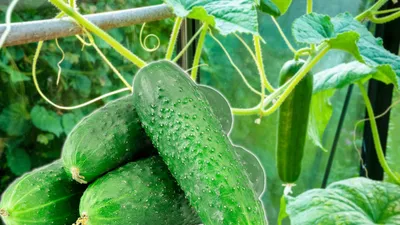 Сетка шпалерная садовая для огурцов, для винограда, для гороха, для малины  / Опора для поддержки и выращивания вьющихся растений 2х3м - купить по  выгодной цене в интернет-магазине OZON (872193079)