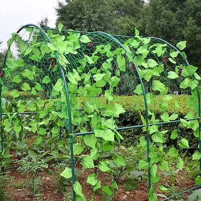 Огород.ru - Подвязка огурцов (БАЛКОН) 🥒 Лестница-шпалера. Вертикально  подвязать растение можно при помощи самодельной или покупной мини-шпалеры.  Она напоминает игрушечную лесенку и вставляется прямо в емкость с кустом.  Растение тут же опирается