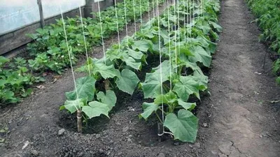 Подвязка огурцов: как правильно сделать и почему это важно для урожая |  Лайфхаки и полезные советы | Дзен