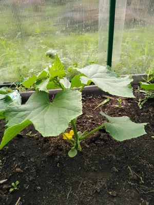 Огород.ru - Способы подвязки огурцов (ТЕПЛИЦА). 🥒 \"Ослепление\" огурцов.  Основной стебель подвяжите к вертикальной опоре, а затем удалите все  боковые побеги и усы, расположенные выше 50 см от уровня земли. В этом