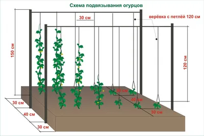 Удобная схема подвязки огурцов