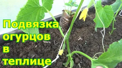 Шпалера - сетка для огурцов двойная от производителя Дельта Парк - купить  сетку по выгодным ценам в Москве | Урожайная грядка 99