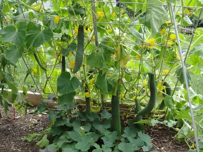 Сетка для подвязки огурцов | Садовый трельяж, Выращивание овощей,  Огородничество