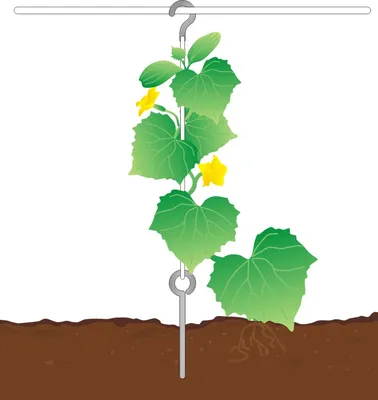 Подвязка огурцов: пережиток прошлого или острая необходимость? Статьи ТОВ  ЕКО ТЕК ГРУП