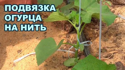 Садовая сетка шпалерная/для подвязки огурцов, вьющихся растений и цветов -  купить в Москве, цены на Мегамаркет