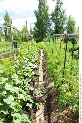Подвязки садовые для растений, овощей и кустов в саду, в теплице, 10 шт -  купить по выгодной цене в интернет-магазине OZON (1037305932)