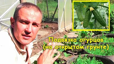 Огурцы на грядке без подвязки в открытом грунте уход - Женский клуб:  Овощные секреты на welcomevolunteer.ru