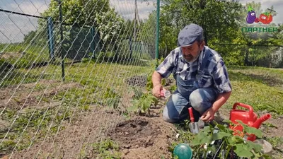 Как сажать огурцы