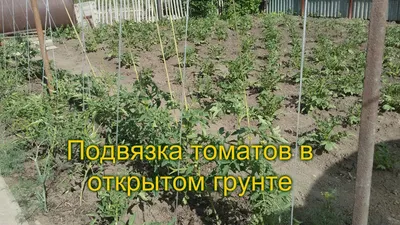 Как правильно подвязывать огурцы на грядке в открытом грунте, теплице,  парнике