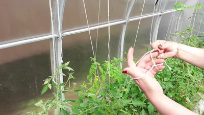 Подвязка томатов (помидор) в теплице - YouTube