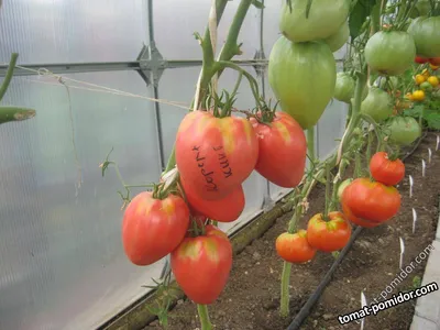 Грамотная подвязка помидор в теплице | Мой огород | Дзен
