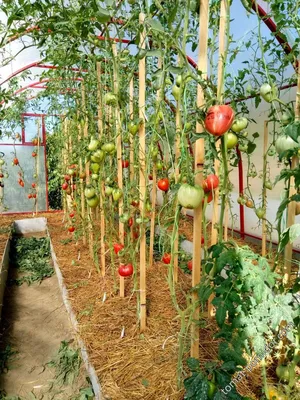 подвязка помидор в теплице - Альбомы - tomat-pomidor.com