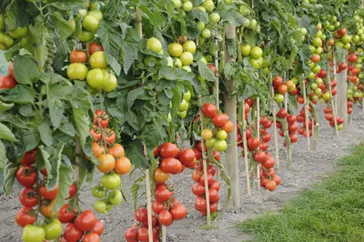 Как правильно подвязывать помидоры в теплице из поликарбоната: пошаговая  фото и видео инструкция в картинках