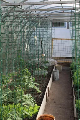 Подвязка томатов в теплице и открытом грунте: все способы и правила