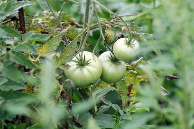 Как подвязать помидоры в теплице без узлов супер быстро - YouTube