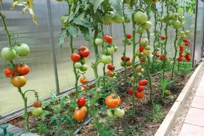 Опоры для томатов своими руками: как быстро подвязать все растения