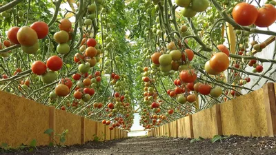 Как правильно подвязывать помидоры в теплице: способы подвязки, пошаговое  руководство, фото, видео