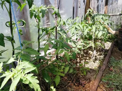 Подвязка томатов.🍅 ⠀ Знаю у меня на странице много новичков в делах  огородных, поэтому все этапы работ в теплице буду оставлять в формате  поста. Чтобы... | By Doma_s_oley | Facebook