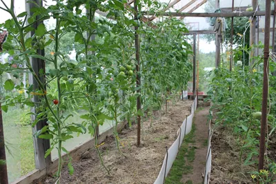 Подвязка помидор в теплице из поликарбоната: способы, как сделать шпалеры