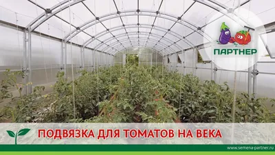 К чему подвязывать кусты томатов в теплице? - Томаты в теплице -  tomat-pomidor.com - форум