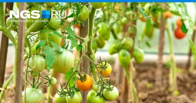 Подвязка помидоров в теплице - способы как правильно подвязать высокорослые  помидоры, фото и видео