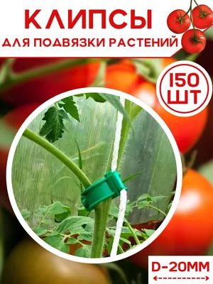 Подвязка помидоров и огурцов в теплице | Реальный огород | Дзен